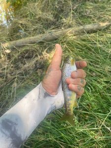 Brown Trout