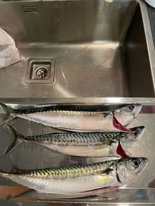Mackerel