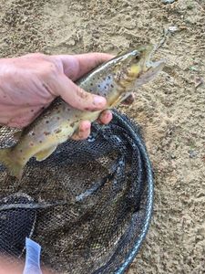 Brown Trout