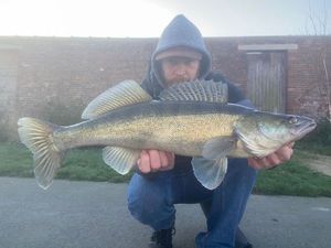 Zander