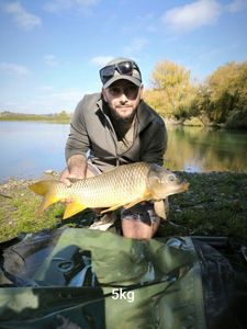Common Carp