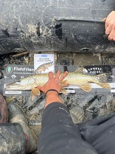 Northern Pike