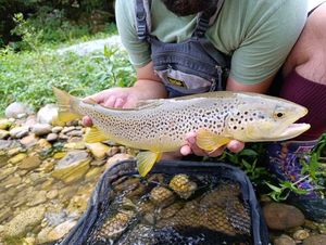 Brown Trout