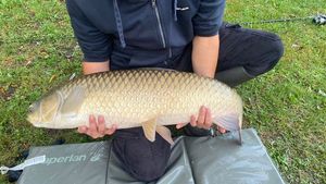 Grass Carp