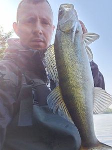Zander