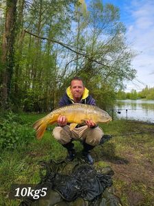 Mirror Carp