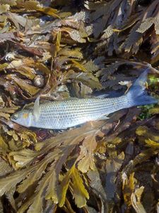 Leaping Mullet