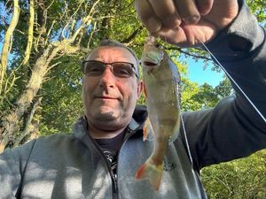 European Perch