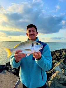 Gilthead Seabream