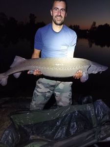 Sturgeon