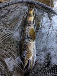 Brown Trout