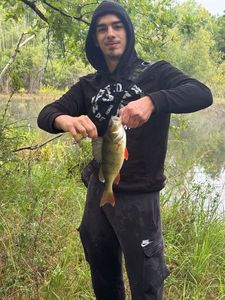 European Perch