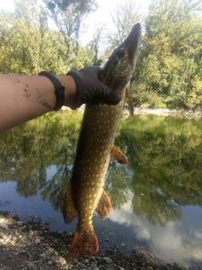 Northern Pike