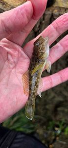 Round Goby