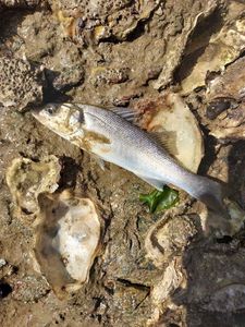 European Bass (Seabass)