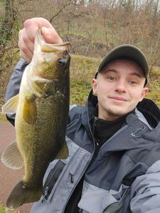 Largemouth Bass