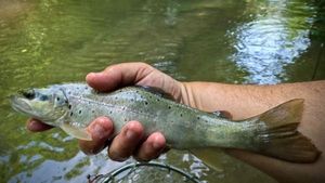 Brown Trout