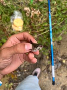 Black Bullhead