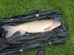 Grass Carp