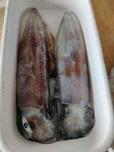 European Squid