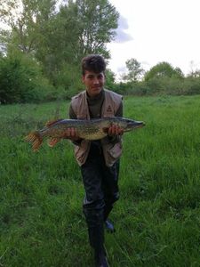 Northern Pike