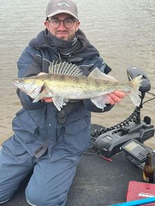 Zander