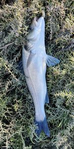 European Bass (Seabass)