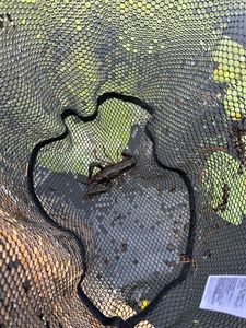 Red Swamp Crayfish