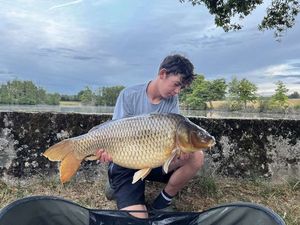 Common Carp