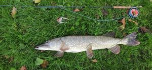 Northern Pike