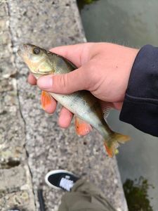 European Perch