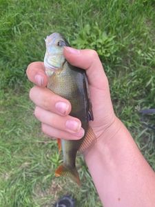 European Perch