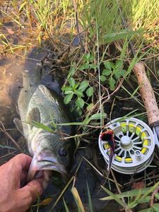 Largemouth Bass