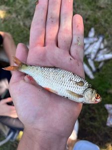 Roach
