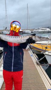 Great Barracuda
