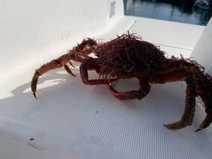 Common Spider Crab