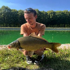 Common Carp