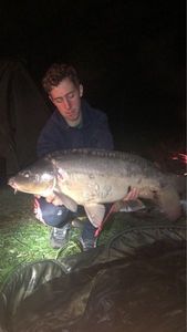 Mirror Carp