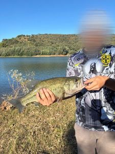Largemouth Bass