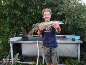 Northern Pike