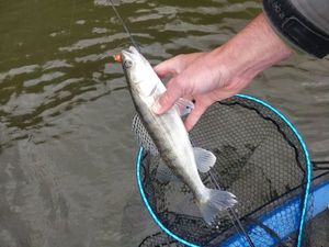 Zander