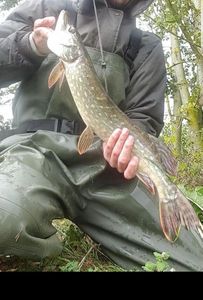 Northern Pike