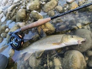 Barbel