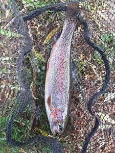 Rainbow Trout