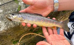 Brown Trout