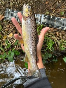 Brown Trout