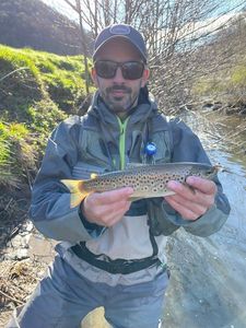 Brown Trout