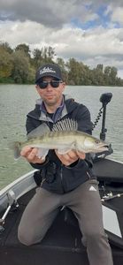 Zander