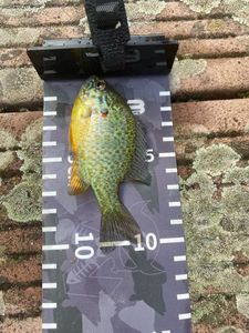 Green Sunfish