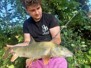 Barbel